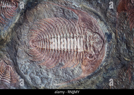 Erforschung der Trilobit fossiler eingebettet in Stein rock Stockfoto