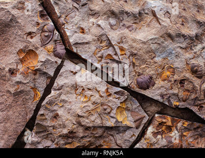 Rock prähistorischen Hintergrund. Trilobiten Fossilien Stockfoto