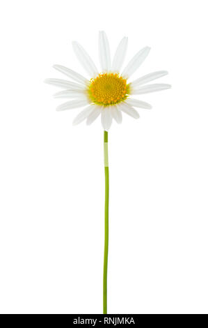 Kamille (Ox-Eye Daisy) auf weißem Hintergrund. Stockfoto