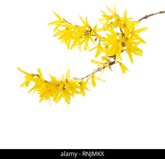 Zweig mit gelben Blüten der Forsythia auf weißem Hintergrund. Stockfoto