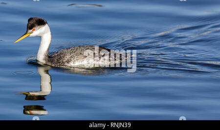 Western Grebe (Aechmophorus occidentalis) Erwachsenen waten. Stockfoto