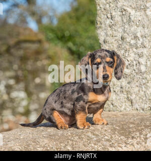 Miniature dachshund Welpen Stockfoto