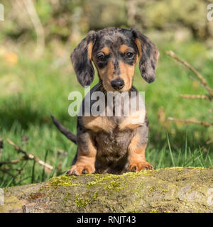 Miniature dachshund Welpen Stockfoto