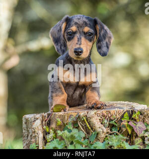 Miniature dachshund Welpen