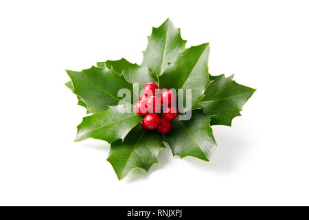 Holly Blätter Dekoration mit roten Beeren auf weißem Hintergrund. Stockfoto