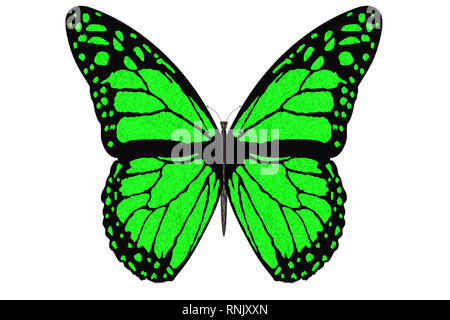 3D-Darstellung. Bunte Schmetterling fliegt mit offenen Flügeln auf einem weißen Hintergrund. Stockfoto