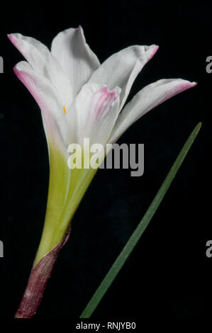Atamasco Lilie Stockfoto