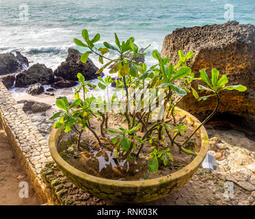 Topfpflanze in der Rock Bar am Ayana Resort & Spa Jimbaran Bali Indonesien. Stockfoto