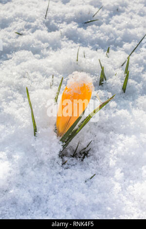 Gelbe Krokus Blumen in Sonnenlicht durch eine Schneedecke. Stockfoto