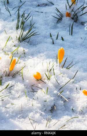 Gelbe Krokus Blumen in Sonnenlicht durch eine Schneedecke. Stockfoto