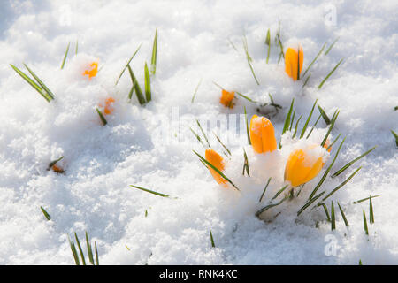 Gelbe Krokus Blumen in Sonnenlicht durch eine Schneedecke. Stockfoto
