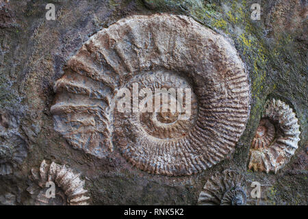 Ammoniten Fossilien aus dem Jura. Archäologie und Paläontologie Hintergrund Stockfoto
