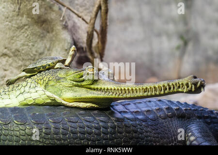 Gharial indischen Krokodil mit einem Rest im Wasser und Schildkröte ruht auf einem gharial Kopf Stockfoto