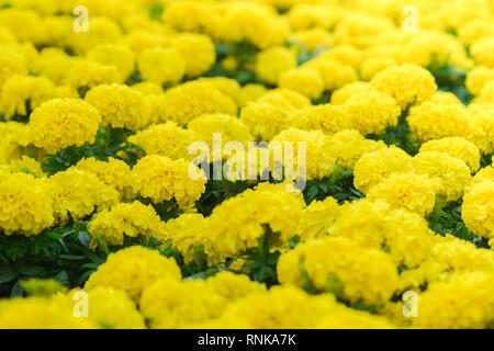 In der Nähe von hellen gelben Ringelblumen blühen im Garten., Blume Hintergrund Stockfoto