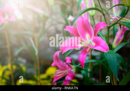 Schöne rosa lilly Blume im Garten, Blume Hintergrund Stockfoto