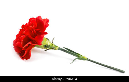 Rote Nelke Blume isoliert auf weißem Hintergrund Stockfoto