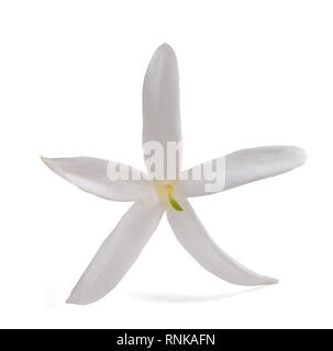 Jasmine flower Isolated On White Stockfoto