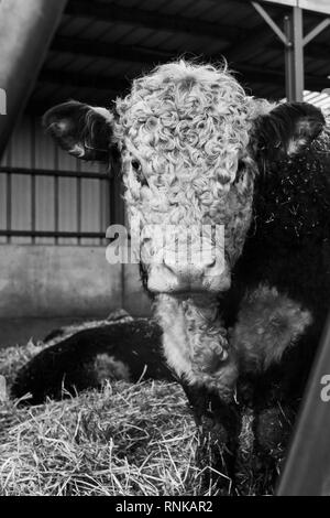 Eine Nahaufnahme von einem Hereford Rind in Scheune schoss durch die Bars von einem Futtertrog in Schwarz und Weiß Stockfoto