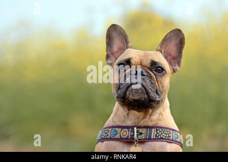 Fawn weibliche Französische Bulldogge hund Kopf Portrait auf blurry Gelbe Raps Feld Hintergrund Stockfoto