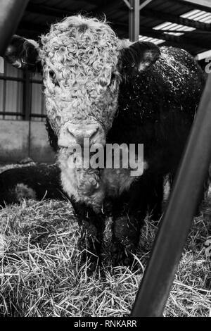 Ein Hereford Rind schoss durch die Bars von einem Futtertrog in einem Stall Stockfoto