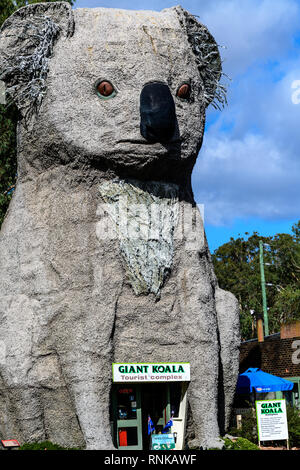 Koala, riesige Koala, Dadswells Brücke, Victoria, Australien Stockfoto