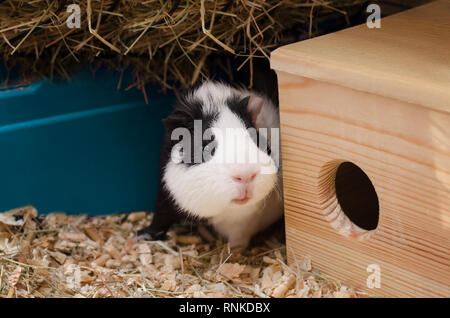 Kleine schwarze und weisse Meerschweinchen sitzt in der Nähe von Holz- Haus. Stockfoto