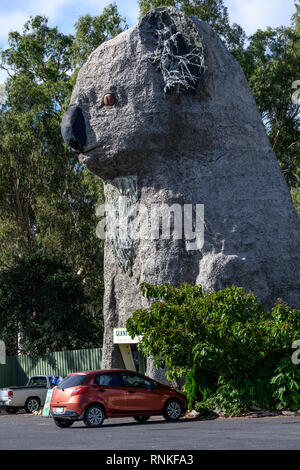 Koala, riesige Koala, Dadswells Brücke, Victoria, Australien Stockfoto