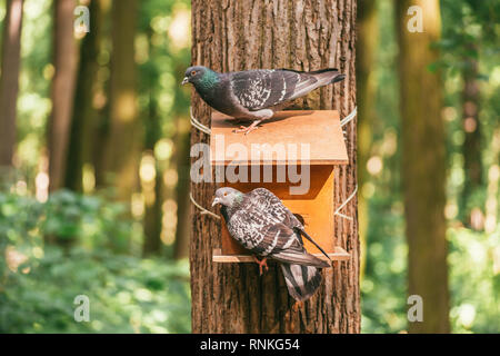 Zwei Tauben sitzen auf einem großen hölzernen Schrägförderer auf den Stamm eines Baumes im Wald genagelt Stockfoto