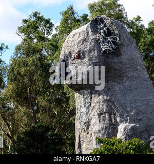 Koala, riesige Koala, Dadswells Brücke, Victoria, Australien Stockfoto