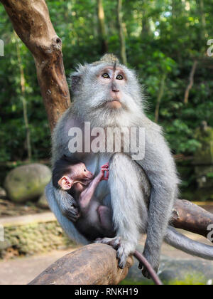 Indonesien, Bali, Ubud: Crab - essen Affen im Monkey Forest Stockfoto