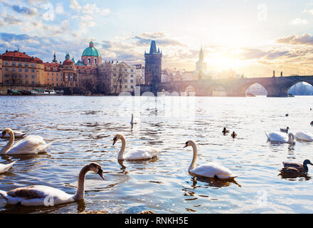 Schwäne auf Moldau, Türme und Karlsbrücke bei Sonnenaufgang in Prag, Tschechische Republik. Prag Sehenswürdigkeiten Stockfoto