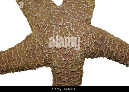 Im Detail isoliert auf weißem Hintergrund Starfish Stockfoto