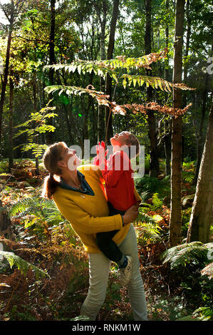 Mutter und Sohn in einem Unterholz des staatlichen Wald von Regionaler Naturpark Scarpe-Escaut, Naturschutzgebiet der Regionalen Naturpark Scarpe-Escaut Par Stockfoto