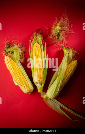 Frische Maiskolben Stockfoto