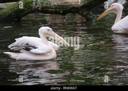 Gruppe von American White Pelicans Präening am Wasser Stockfoto