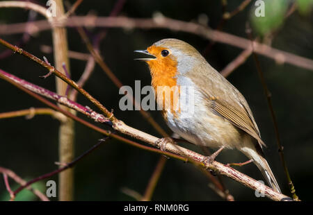 Britische (Melophilus) Erwachsene Europäische Robin Redbreast (Erithacus Rubecula) auf einem Zweig im Winter (Februar) in West Sussex, England, Großbritannien thront. Stockfoto