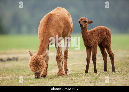 Alpaka (Vicugna pacos). Weibliche und Fohlen im Regen, das Stehen auf einer Wiese. Deutschland Stockfoto