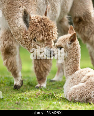 Alpaka (Vicugna pacos). Mutter schnüffeln an den Jungen auf einer Wiese. Deutschland Stockfoto