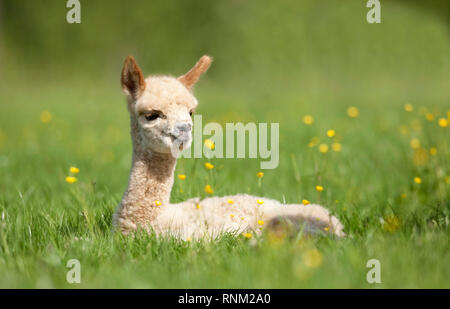 Alpaka (Vicugna pacos). Fohlen liegend auf einer Wiese. Deutschland Stockfoto