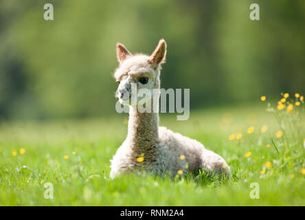 Alpaka (Vicugna pacos). Fohlen liegend auf einer Wiese. Deutschland Stockfoto