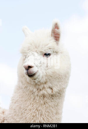 Alpaka (Vicugna pacos), Portrait von Erwachsenen. Deutschland Stockfoto