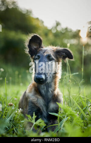 Barzoi, Russische Wolfshund. Kinder Lügen eine Wiese. Portrait. Deutschland. Stockfoto