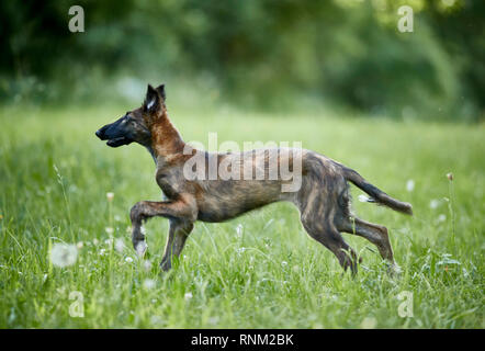 Barzoi, Russische Wolfshund. Kinder, die auf einer Wiese. Deutschland. Stockfoto