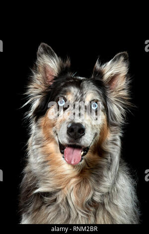 Australian Shepherd. Portrait von erwachsenen Hund vor einem schwarzen Hintergrund. Deutschland Stockfoto