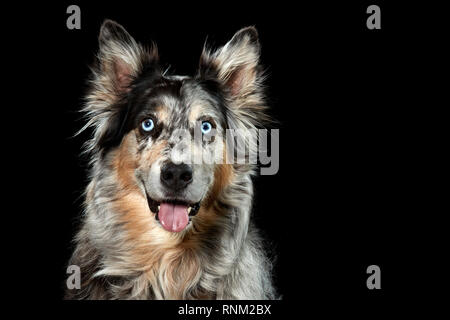 Australian Shepherd. Portrait von erwachsenen Hund vor einem schwarzen Hintergrund. Deutschland Stockfoto
