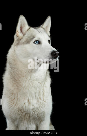 Siberian Husky. Portrait von erwachsenen Hund vor einem schwarzen Hintergrund. Deutschland Stockfoto