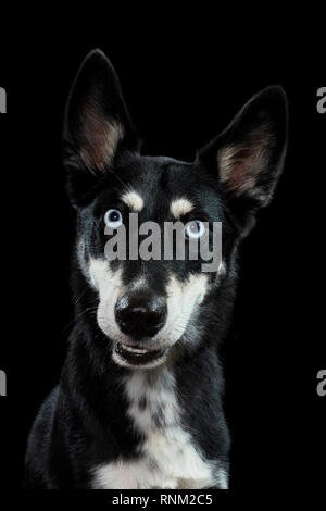 Alaskan Husky. Portrait von erwachsenen Hund vor einem schwarzen Hintergrund. Deutschland Stockfoto