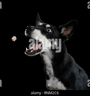 Alaskan Husky. Nach einer anziehenden behandeln. Studio Bild vor einem schwarzen Hintergrund. Deutschland Stockfoto