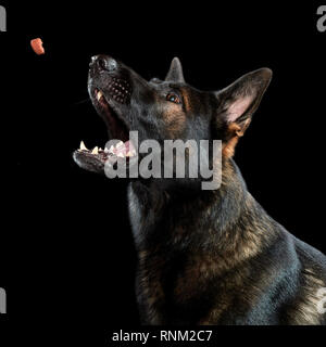 Deutscher Schäferhund, Schäferhund. Nach einer anziehenden behandeln. Studio Bild vor einem schwarzen Hintergrund. Deutschland Stockfoto