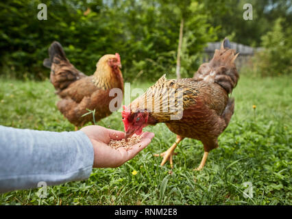 Welsummer Hühner. Hühner essen Körner aus der Hand. Deutschland Stockfoto